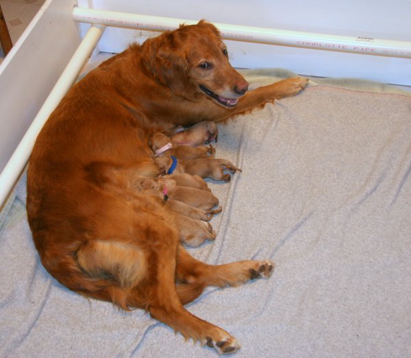 puppies
