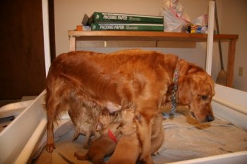 nursing