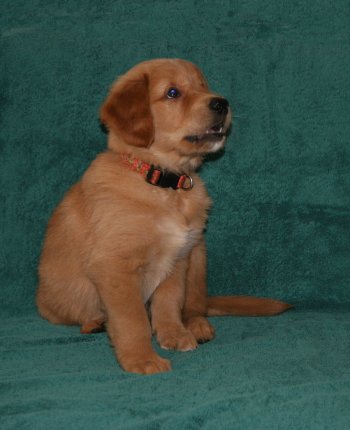 puppy, 7 weeks