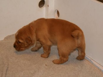 3 week old puppy