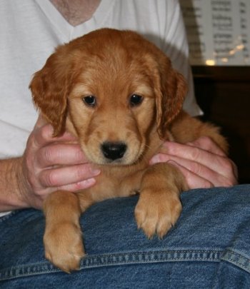 5 week old puppy