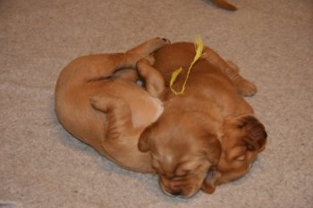 Two puppies