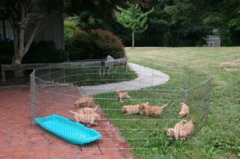 puppies