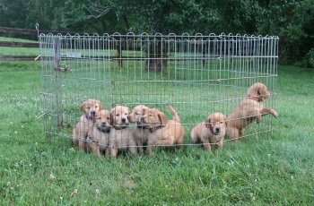 puppies