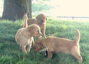 Pups outside, 3.5 weeks