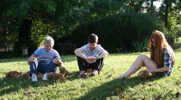 puppies