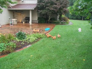 6 puppies outside