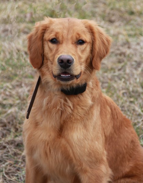 puppy