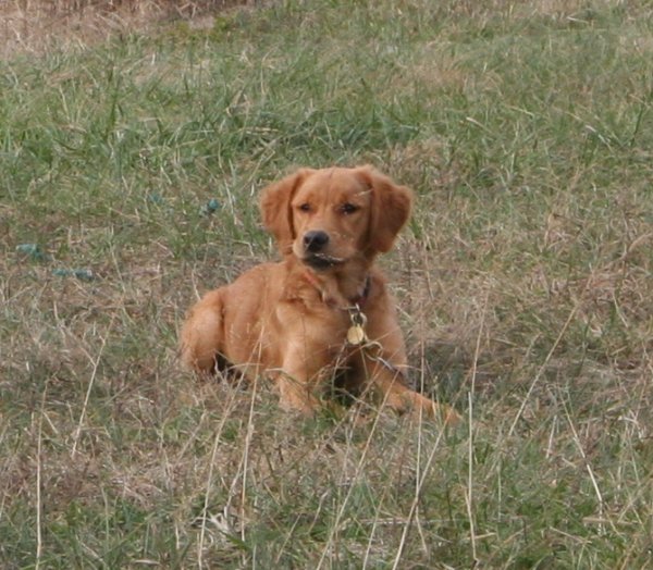puppy