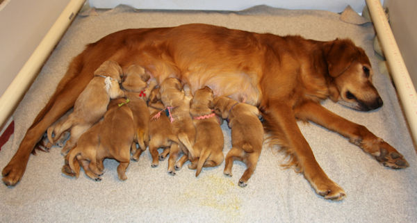 Mom and puppies