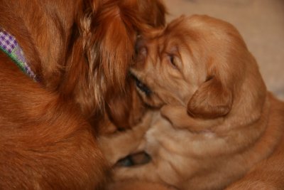 puppy
