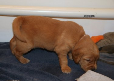 puppy