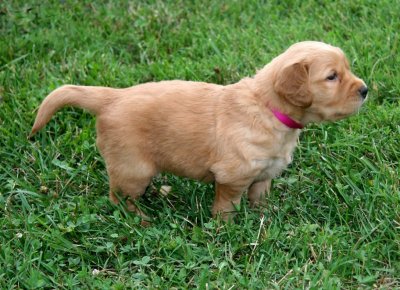 puppy