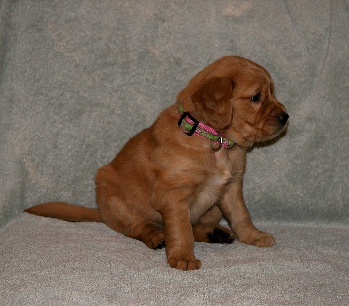 puppy