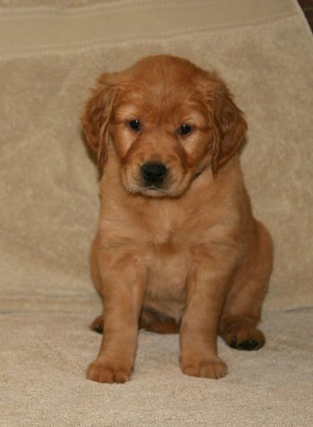 puppy
