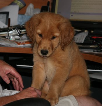 puppy