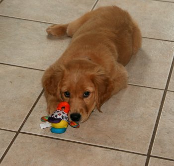 puppy