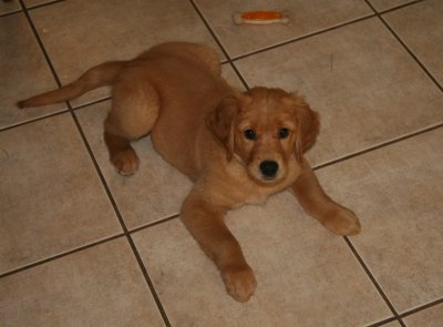 puppy