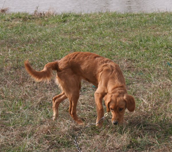 puppy