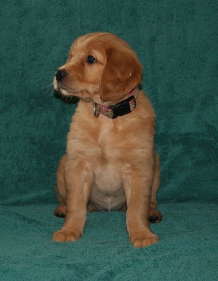 puppy