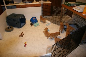 puppies