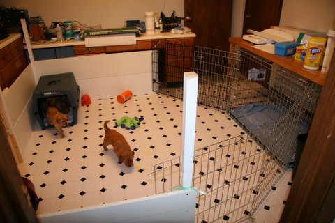 Puppy room