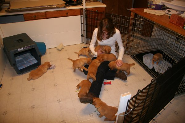 puppies
