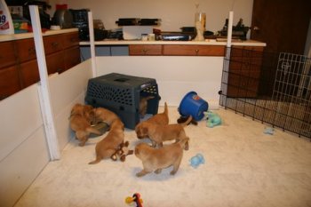puppies