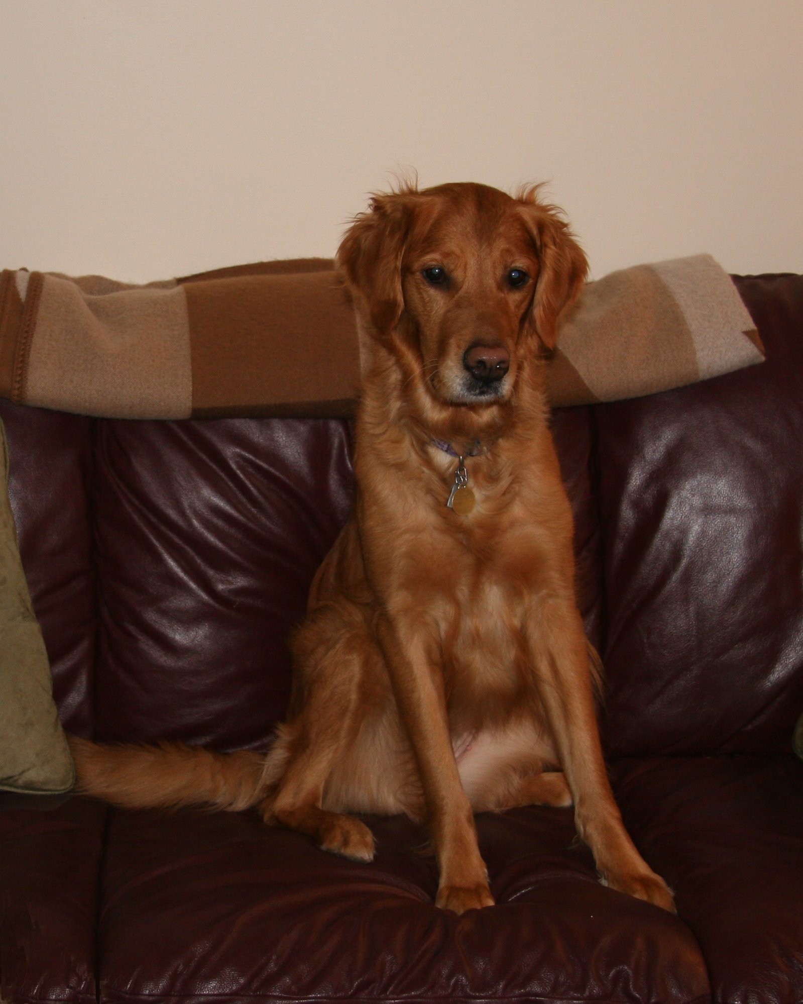 Penny on the sofa