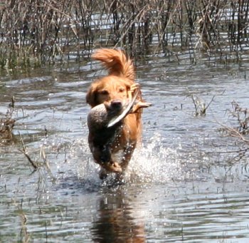 Penny in the water