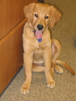 Penny, 3 1/2 months