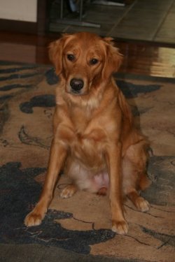 Penny at home