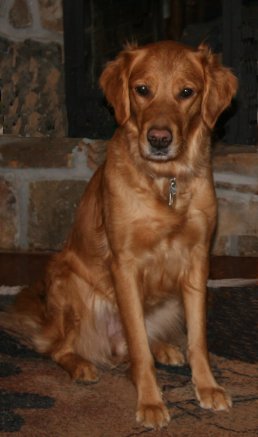 Penny's portrait, 3 years