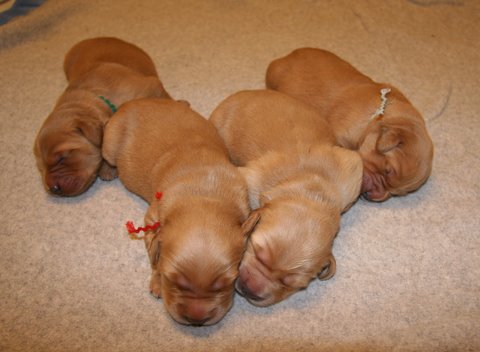 puppies napping