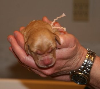girl puppy