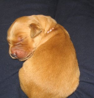 Puppy at 3 days