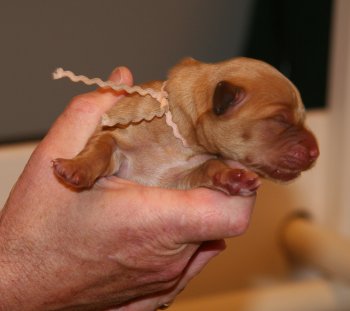 puppy