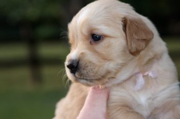 puppy