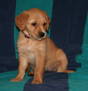 puppy