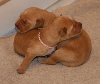 puppies