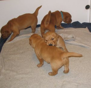 Pups playing, 3 weeks