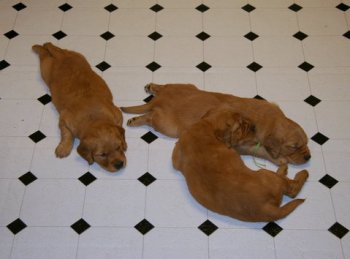 sleeping pups