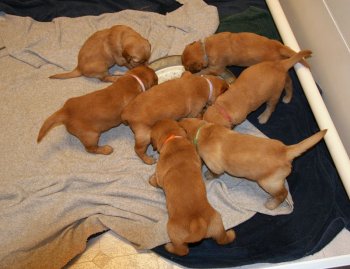 puppies
