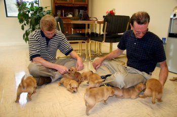 puppies