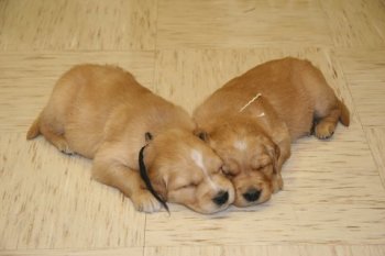 puppies
