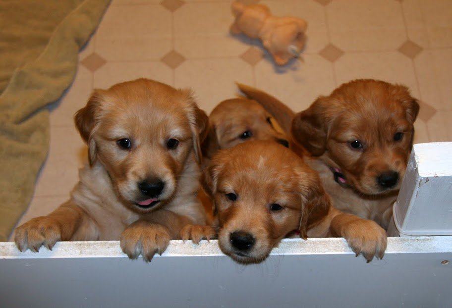puppy