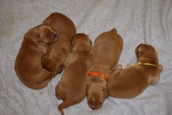 puppies nursing