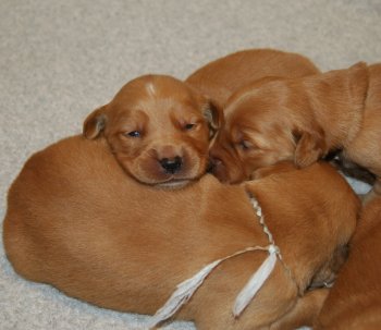 puppies