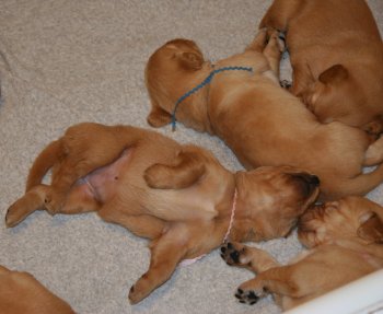 puppies