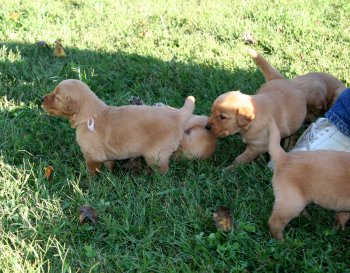 puppies